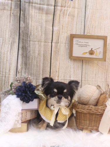 20241005プリンちゃん